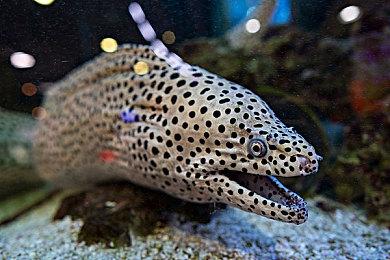 《生化危机8》DLC“萝丝之影”媒体评分解禁 M站均分72